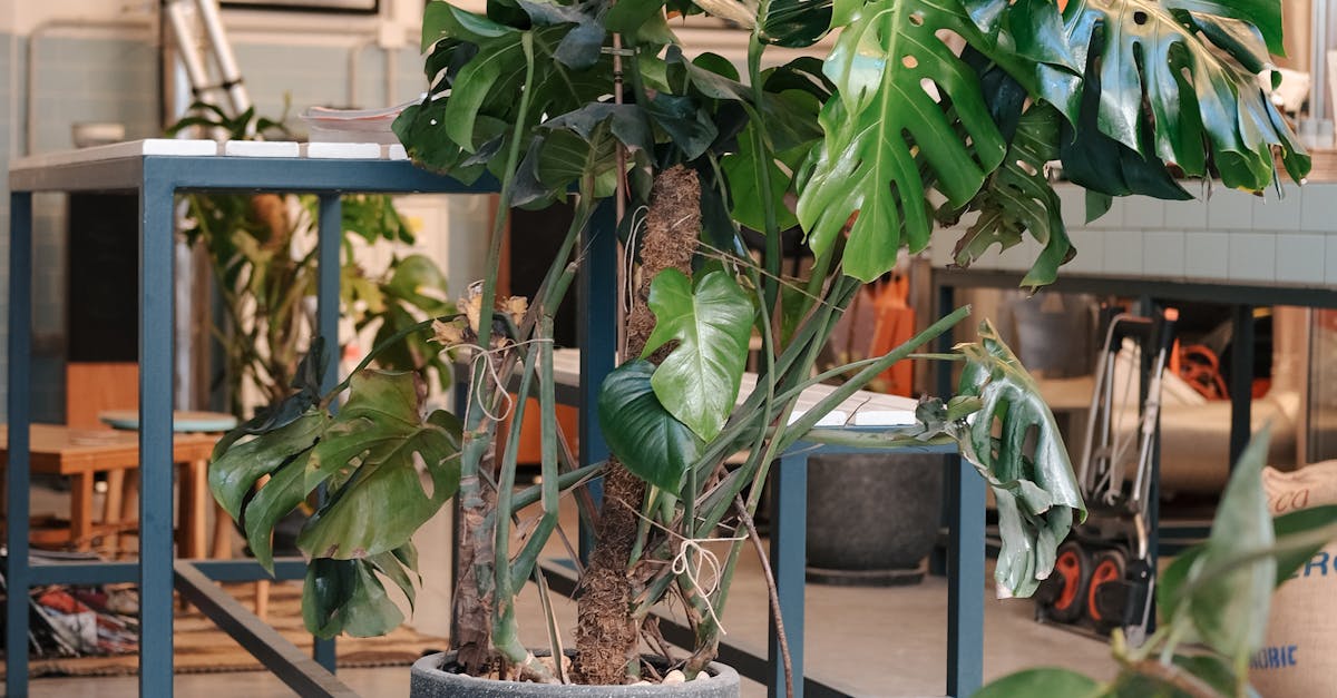 Recommended Mildew Control Sprays for Melbourne's Climate